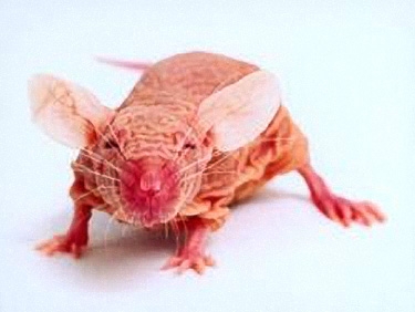 Stretcher | Features | We Are/Are Not Animal